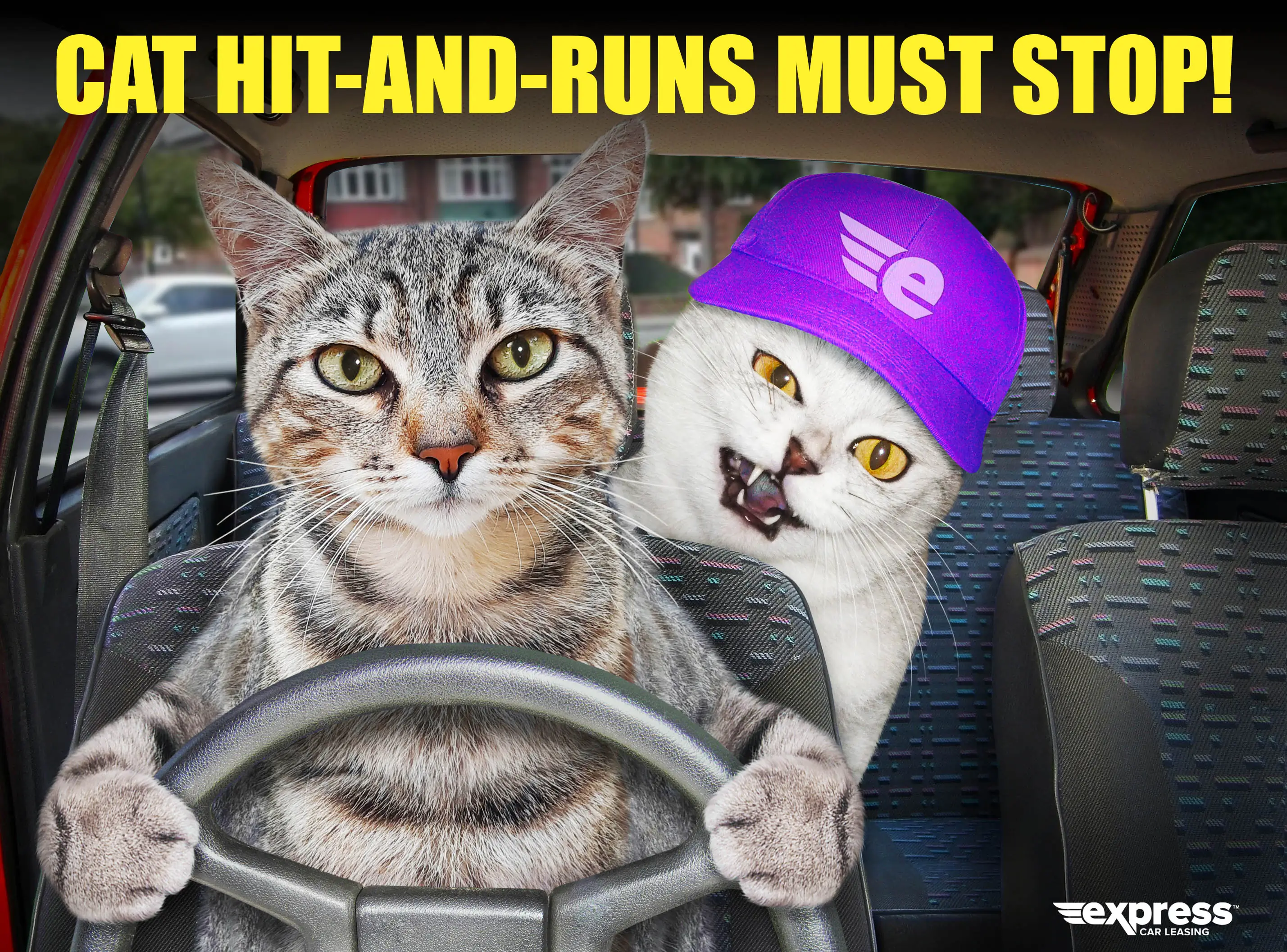 Cat hit-and-runs must stop, warns road safety charity